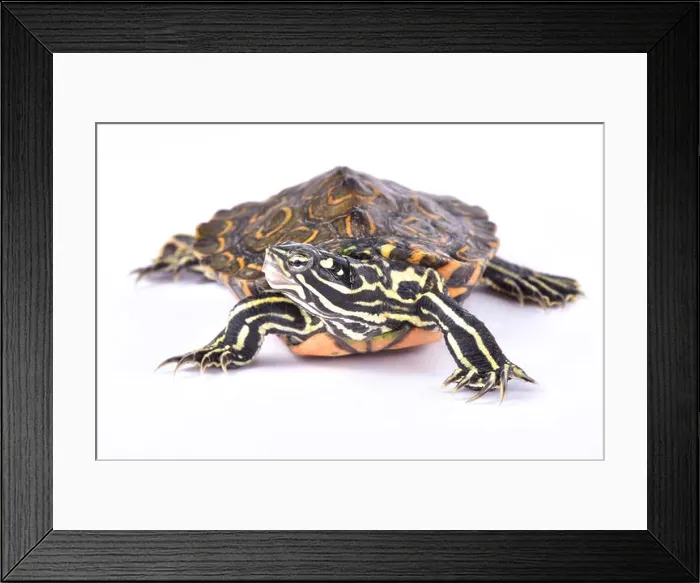 Framed Print : Ringed map turtle, Graptemys oculifera Framed Print : Ringed map turtle, Graptemys oculifera