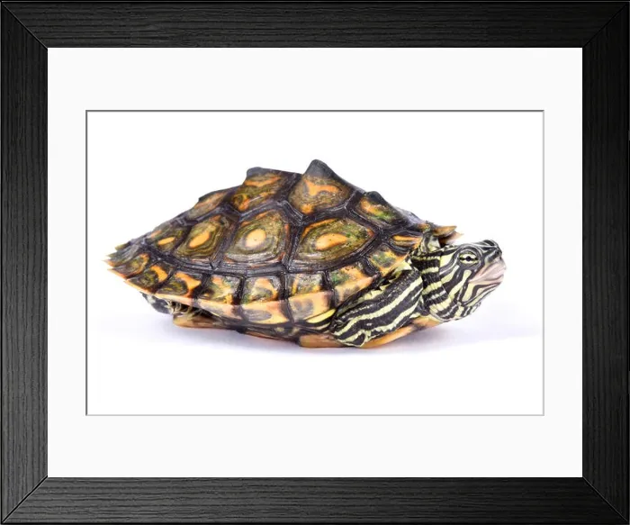 Framed Print : Ringed map turtle, Graptemys oculifera Framed Print : Ringed map turtle, Graptemys oculifera