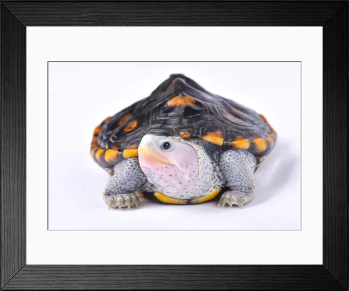 Framed Print : Ornate diamondback terrapin, Malaclemys terrapin macrospilota
