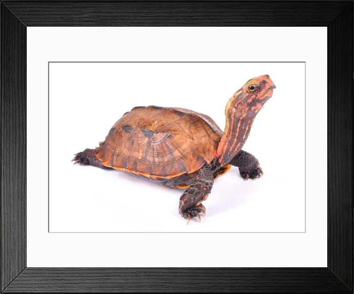 Framed Print : Ryukyu Black-breasted Leaf Turtle, Geoemyda japonica Framed Print : Ryukyu Black-breasted Leaf Turtle, Geoemyda japonica