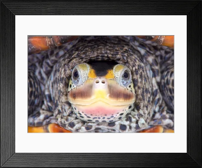 Framed Print : Texas Diamondback terrapin, Malaclemys terrapin littoralis Framed Print : Texas Diamondback terrapin, Malaclemys terrapin littoralis