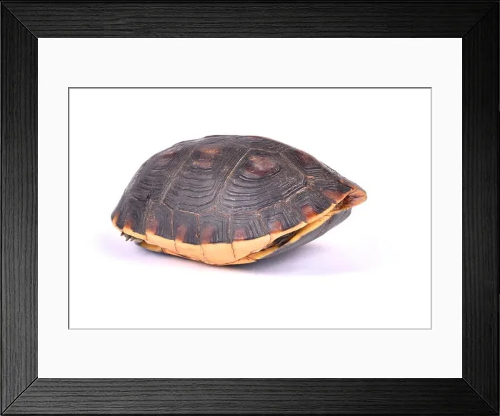 Framed Print : Chinese box turtle, Cuora flavomarginata flavomarginata