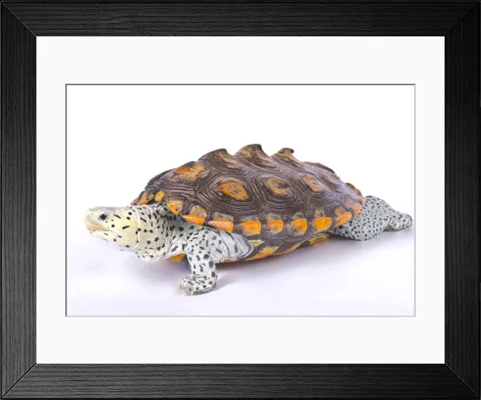 Framed Print : Carolina diamondback terrapin, Malaclemys terrapin centrata Framed Print : Carolina diamondback terrapin, Malaclemys terrapin centrata