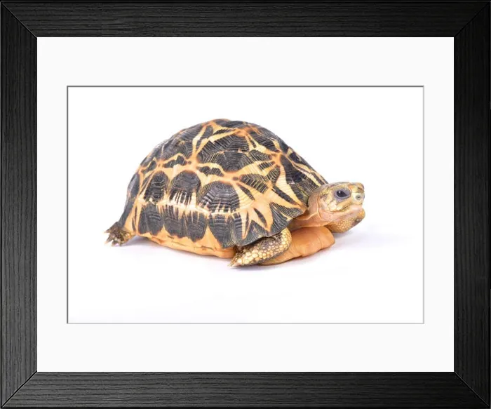 Framed Print : Spider tortoise, Pyxis arachnoides arachnoides Framed Print : Spider tortoise, Pyxis arachnoides arachnoides
