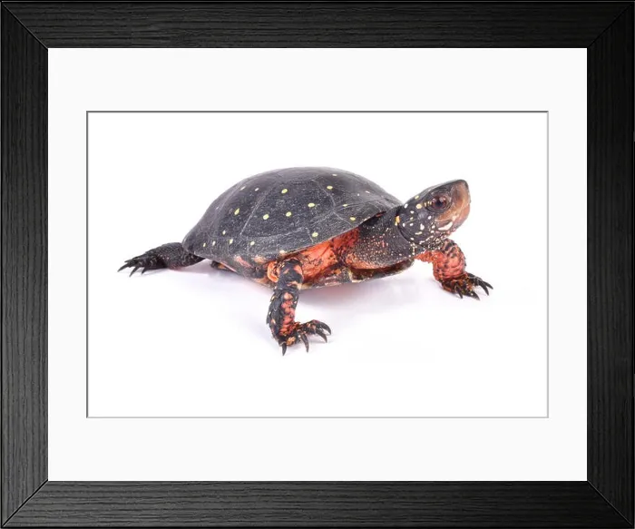 Framed Print : Spotted turtle, Clemmys guttata Framed Print : Spotted turtle, Clemmys guttata