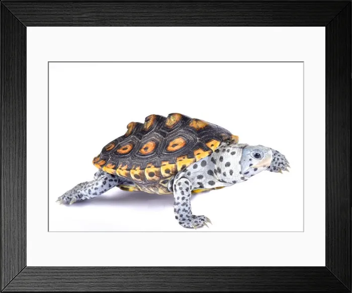 Framed Print : Ornate diamondback terrapin, Malaclemys terrapin macrospilota Framed Print : Ornate diamondback terrapin, Malaclemys terrapin macrospilota