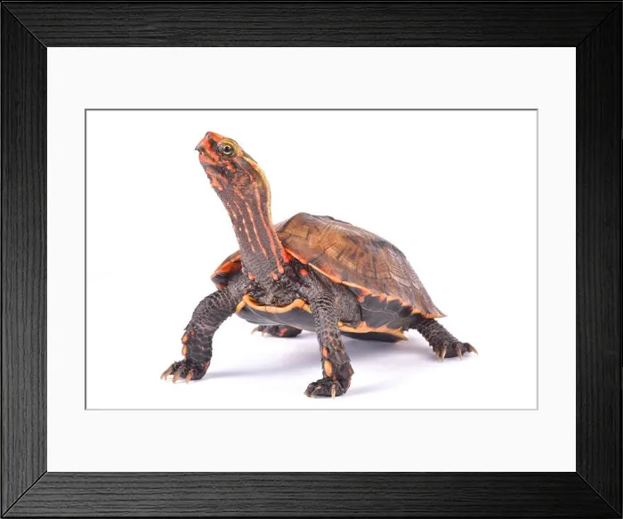 Framed Print : Ryukyu Black-breasted Leaf Turtle, Geoemyda japonica Framed Print : Ryukyu Black-breasted Leaf Turtle, Geoemyda japonica