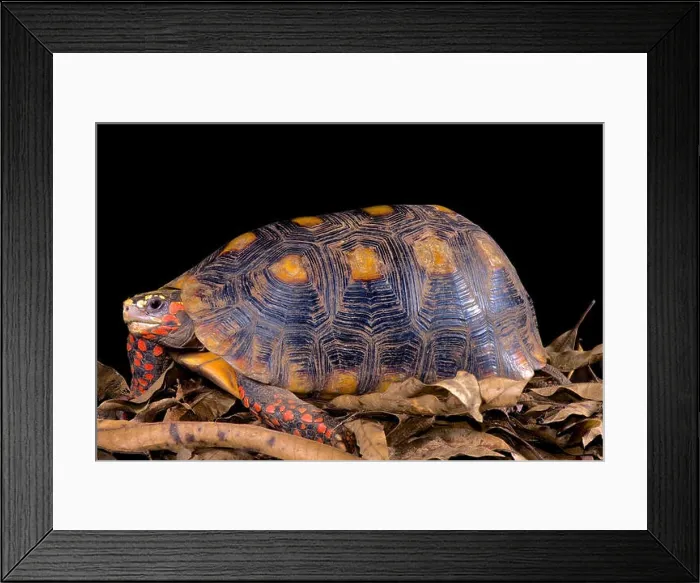 Framed Print : Chelonoidis carbonaria, Red-footed tortoise Framed Print : Chelonoidis carbonaria, Red-footed tortoise