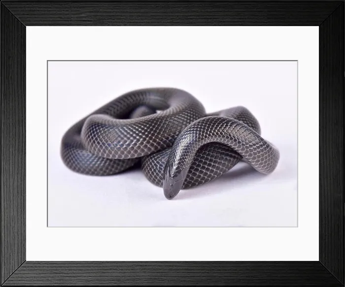 Framed Print : Congo burrowing asp, Atractaspis congica congica Framed Print : Congo burrowing asp, Atractaspis congica congica