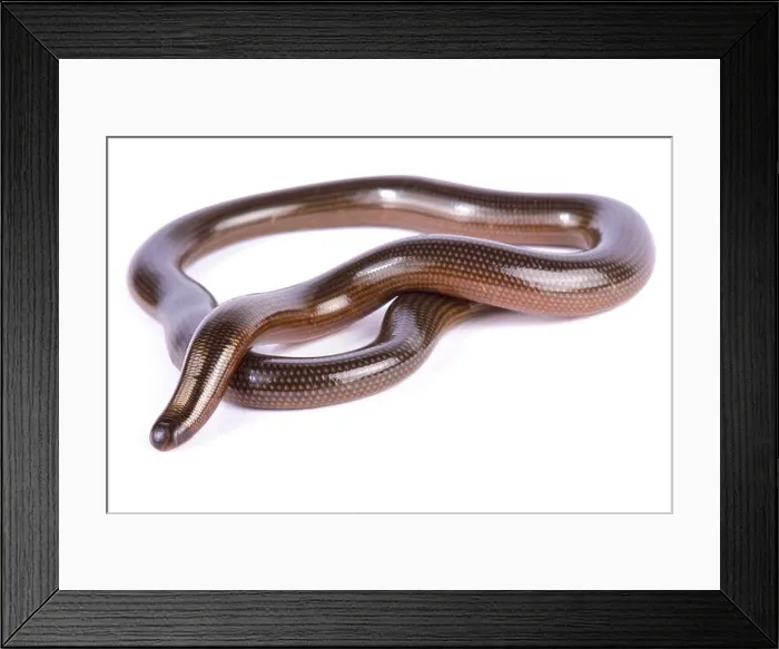 Framed Print : Lineolate blind snake, Afrotyphlopinae lineolatus Framed Print : Lineolate blind snake, Afrotyphlopinae lineolatus