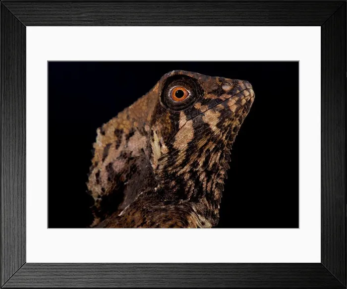 Framed Print : Helmeted iguana, Corytophanes cristatus Framed Print : Helmeted iguana, Corytophanes cristatus