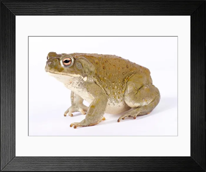 Framed Print : Colorado River toad, Incilius alvarius Framed Print : Colorado River toad, Incilius alvarius