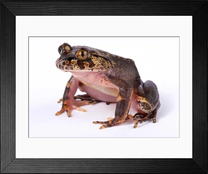 Framed Print : Hairy frog, Trichobatrachus robustus Framed Print : Hairy frog, Trichobatrachus robustus