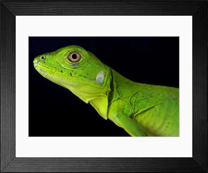 Framed Print : Mexican spiny-tailed iguana, Ctenosaura pectinata Framed Print : Mexican spiny-tailed iguana, Ctenosaura pectinata