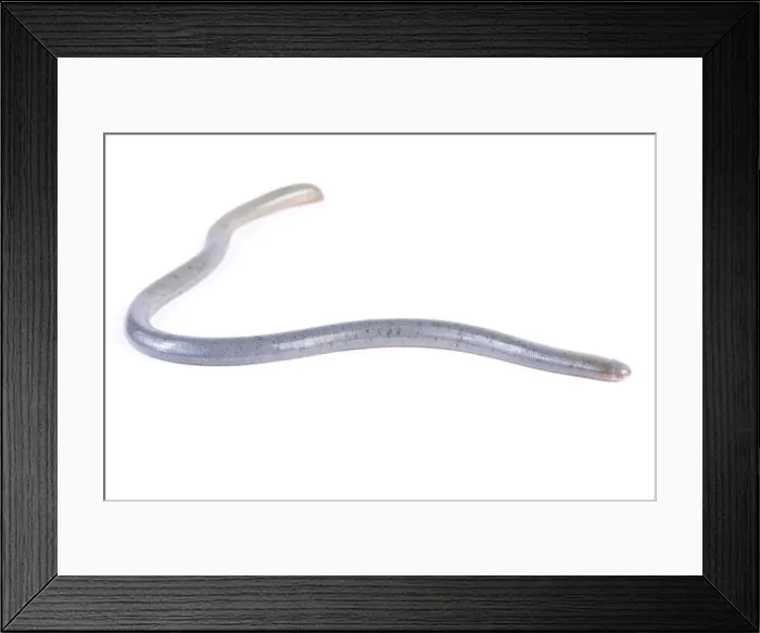Framed Print : Worm snake, Afrotyphlops ssp Framed Print : Worm snake, Afrotyphlops ssp