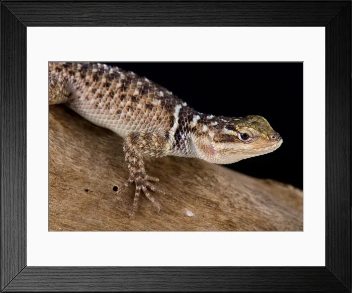 Framed Print : Blue spiny lizard, Sceloporus serrifer cyanogenys Framed Print : Blue spiny lizard, Sceloporus serrifer cyanogenys