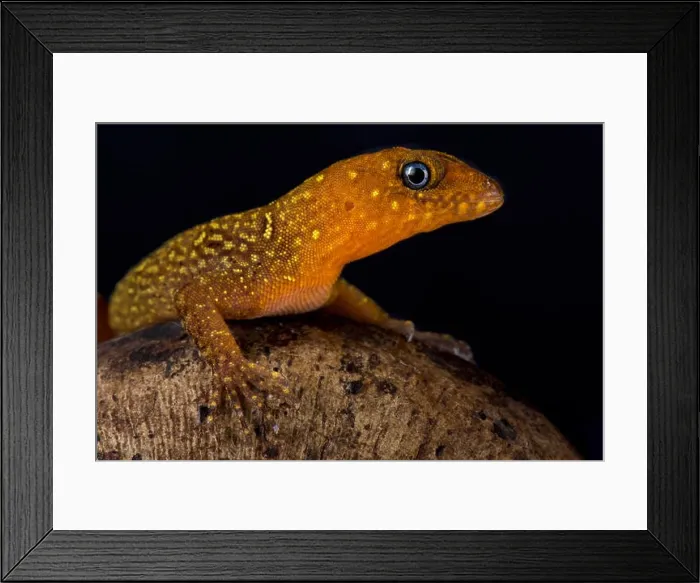 Framed Print : Annulated gecko, Gonatodes annularis Framed Print : Annulated gecko, Gonatodes annularis