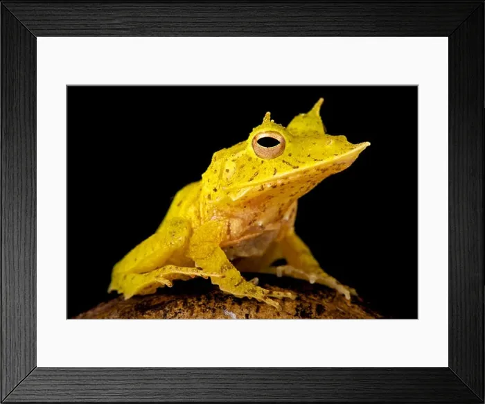Framed Print : Solomon Island Leaf Frog, Ceratobatrachus guentheri Framed Print : Solomon Island Leaf Frog, Ceratobatrachus guentheri