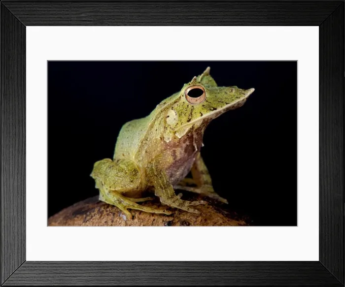Framed Print : Solomon Island Leaf Frog, Ceratobatrachus guentheri Framed Print : Solomon Island Leaf Frog, Ceratobatrachus guentheri