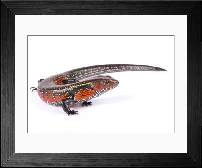 Framed Print : Giant fire skink, Lepidothyris fernandi fernandi Framed Print : Giant fire skink, Lepidothyris fernandi fernandi