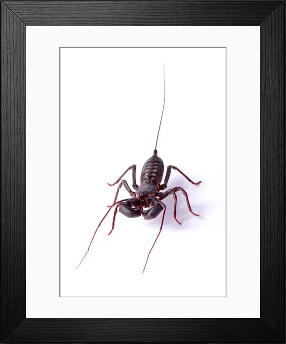 Framed Print : Giant vinegarroon, Mastigoproctus giganteus Framed Print : Giant vinegarroon, Mastigoproctus giganteus