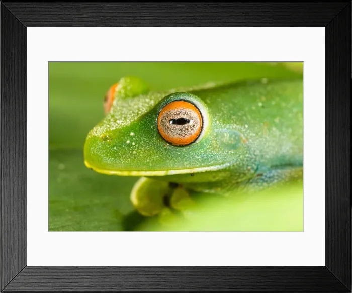 Framed Print : green frog with red eyes macro closeup detail