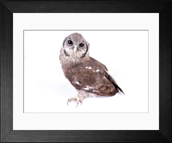 Framed Print : Verreaux's eagle-owl, Bubo lacteus Framed Print : Verreaux's eagle-owl, Bubo lacteus