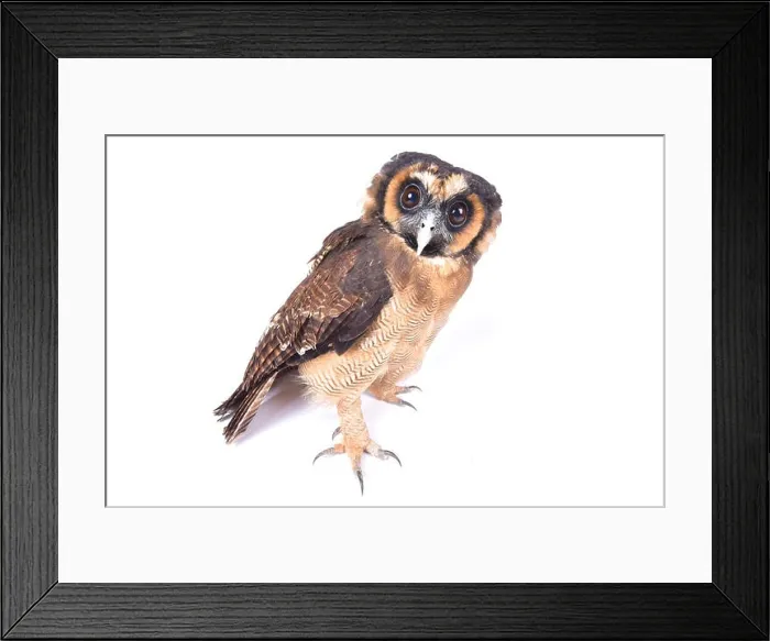 Framed Print : Brown wood owl, Strix leptogrammica Framed Print : Brown wood owl, Strix leptogrammica