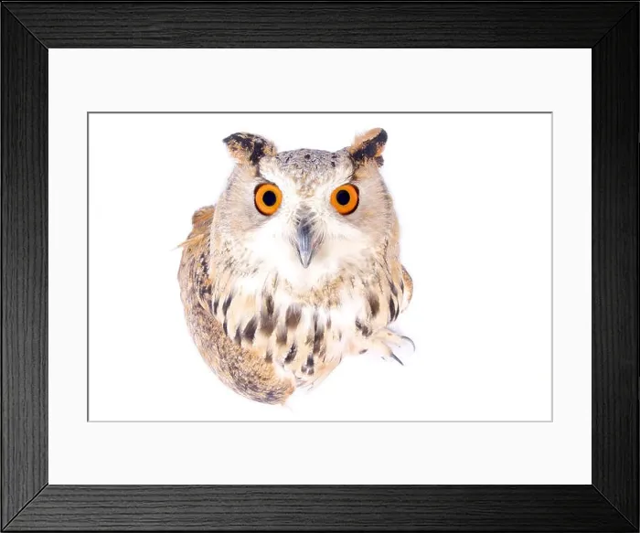 Framed Print : Siberian eagle-owl, Bubo bubo sibiricus Framed Print : Siberian eagle-owl, Bubo bubo sibiricus