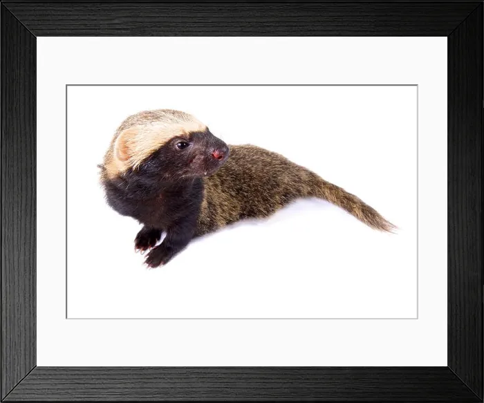 Framed Print : Lesser grison, Galictis cuja Framed Print : Lesser grison, Galictis cuja