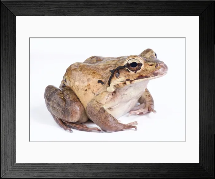 Framed Print : Mountain chicken, Leptodactylus fallax Framed Print : Mountain chicken, Leptodactylus fallax