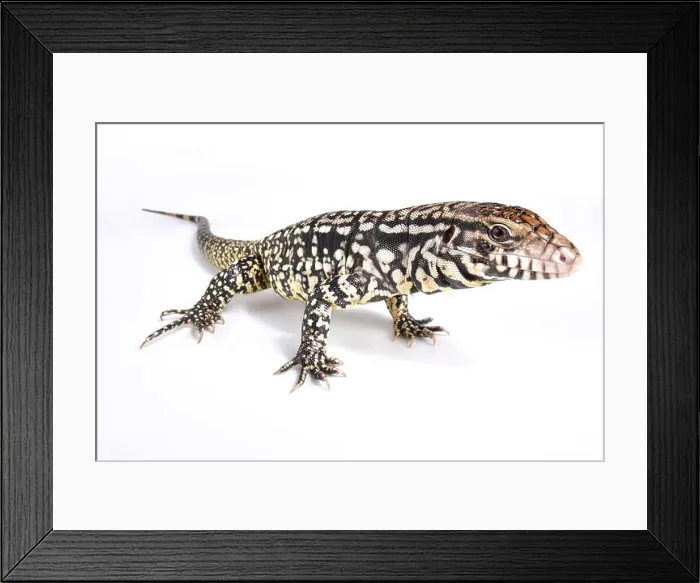 Framed Print : Argentine black and white tegu, Salvator merianae Framed Print : Argentine black and white tegu, Salvator merianae