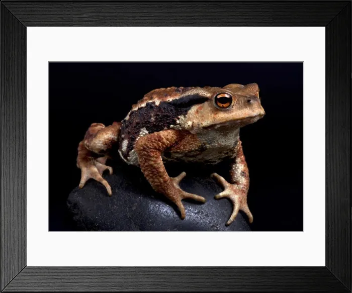 Framed Print : Miyako toad, Bufo gargarizans Framed Print : Miyako toad, Bufo gargarizans