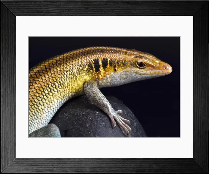 Framed Print : Rainbow Skink, Trachylepis quinquetaeniata Framed Print : Rainbow Skink, Trachylepis quinquetaeniata