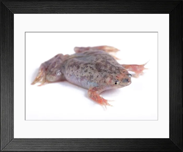 Framed Print : Sabana Surinam toad, Pipa parva Framed Print : Sabana Surinam toad, Pipa parva