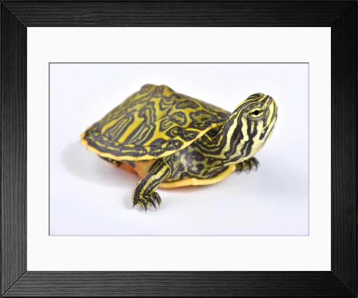 Framed Print : Florida redbelly turtle, Pseudemys nelsoni Framed Print : Florida redbelly turtle, Pseudemys nelsoni