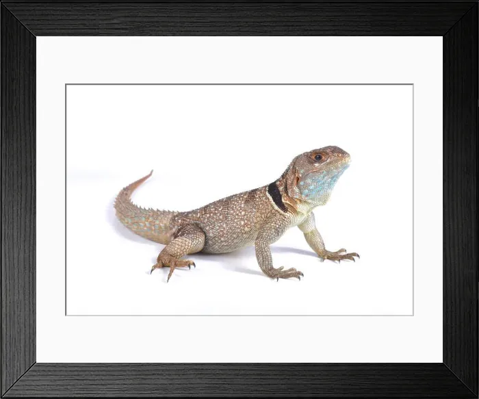 Framed Print : Malagasy collared iguana, Oplurus cuvieri cuvieri Framed Print : Malagasy collared iguana, Oplurus cuvieri cuvieri