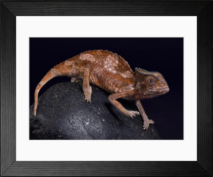 Framed Print : Crested chameleon, Trioceros cristatus