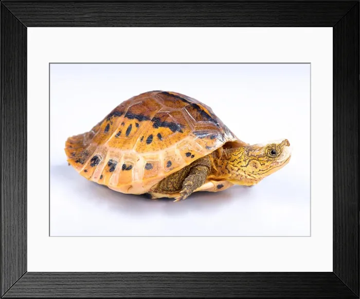 Framed Print : Flowerback Box Turtle, Cuora galbinifrons Framed Print : Flowerback Box Turtle, Cuora galbinifrons