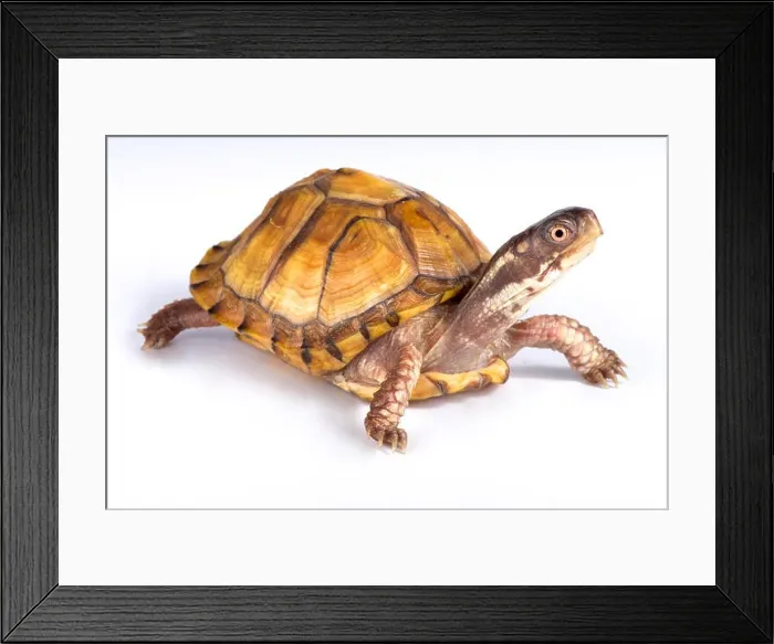 Framed Print : Gulf Coast box turtle, Terrapene carolina major Framed Print : Gulf Coast box turtle, Terrapene carolina major