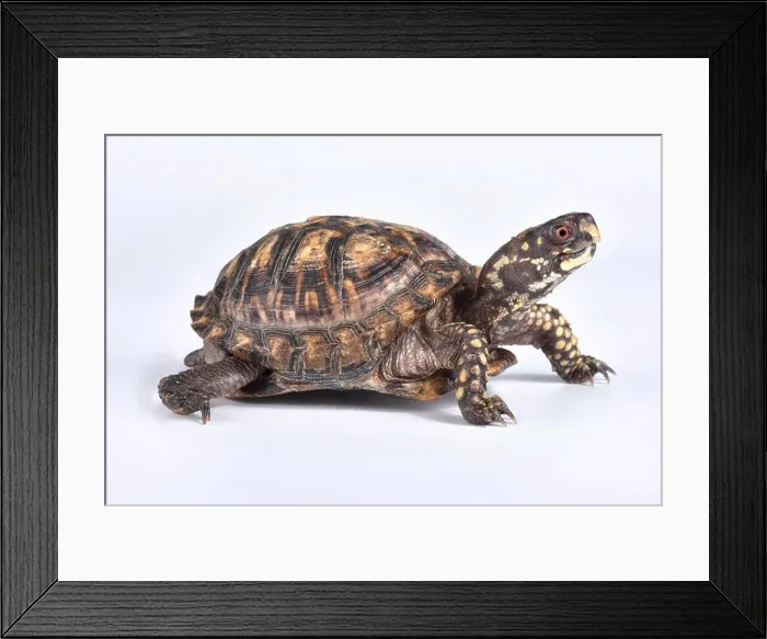 Framed Print : Eastern box turtle, Terrapene carolina carolina Framed Print : Eastern box turtle, Terrapene carolina carolina