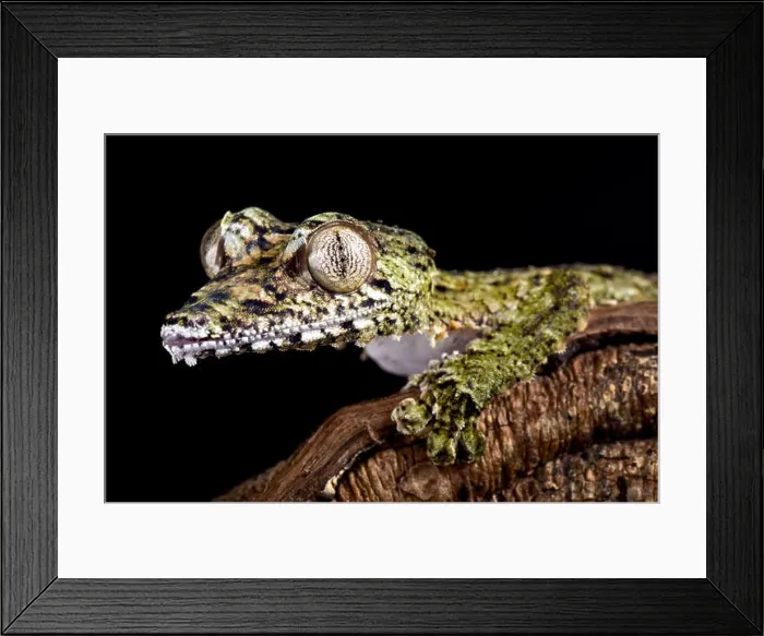 Framed Print : Giant leaf-tailed gecko, Uroplatus giganteus Framed Print : Giant leaf-tailed gecko, Uroplatus giganteus
