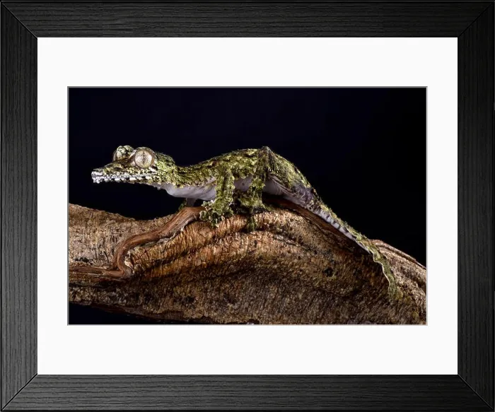 Framed Print : Giant leaf-tailed gecko, Uroplatus giganteus Framed Print : Giant leaf-tailed gecko, Uroplatus giganteus