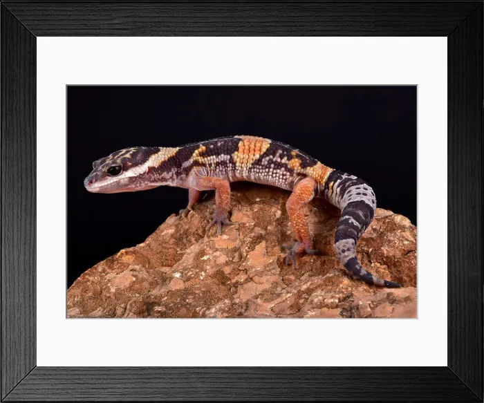 Framed Print : East Indian leopard gecko, Eublepharis hardwickii Framed Print : East Indian leopard gecko, Eublepharis hardwickii