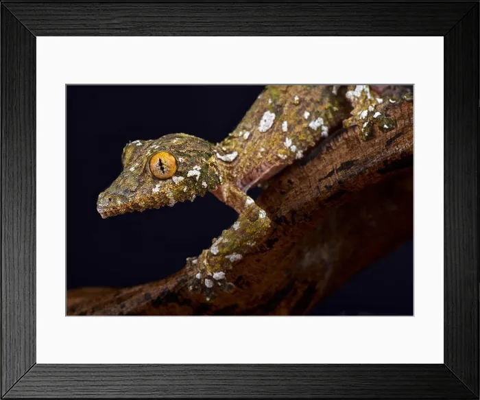 Framed Print : Large mossy leaf-tailed gecko, Uroplatus sameiti Framed Print : Large mossy leaf-tailed gecko, Uroplatus sameiti