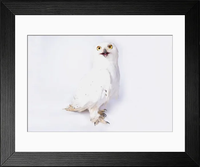 Framed Print : Snowy owl, Bubo scandiacus Framed Print : Snowy owl, Bubo scandiacus