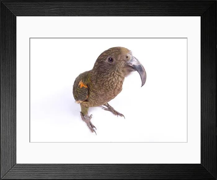 Framed Print : Kea, Nestor notabilis Framed Print : Kea, Nestor notabilis