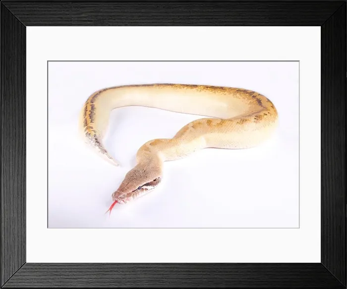 Framed Print : Ivory blood python, Python brongersmai Framed Print : Ivory blood python, Python brongersmai
