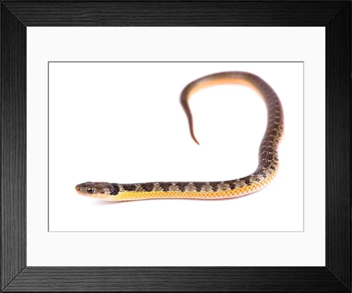 Framed Print : Golden bellied snake, Liophis poecilogyrus Framed Print : Golden bellied snake, Liophis poecilogyrus