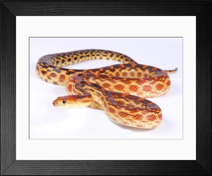 Framed Print : Cape gopher snake, Pituophis vertebralis Framed Print : Cape gopher snake, Pituophis vertebralis